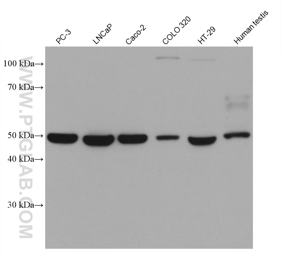 WB analysis using 68264-1-Ig