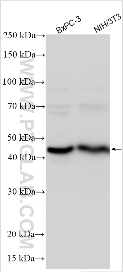 Various lysates were subjected to SDS PAGE followed by western blot with 11283-1-AP (TMPRSS4 antibody) at dilution of 1:800 incubated at room temperature for 1.5 hours. WB analysis using 11283-1-AP