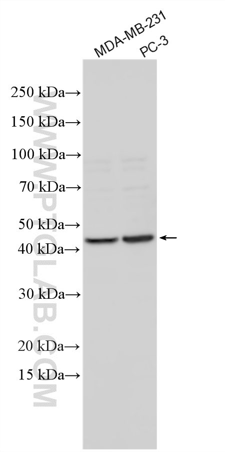 WB analysis using 11283-1-AP