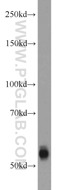 WB analysis of HEK-293 using 12950-1-AP