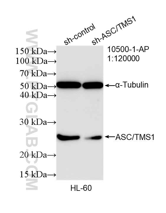 WB analysis of HL-60 using 10500-1-AP WB analysis of HL-60 using 10500-1-AP