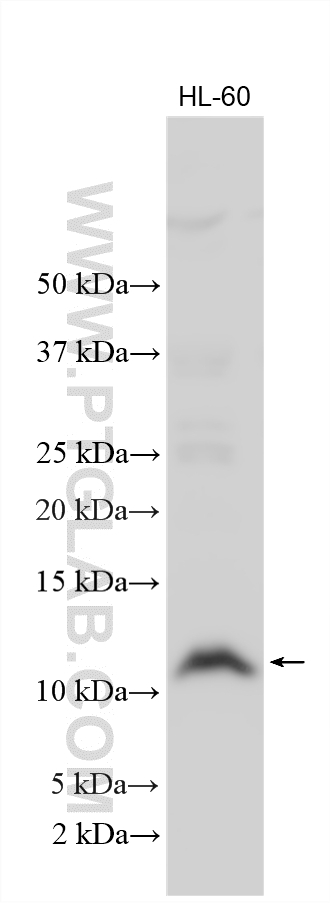 WB analysis using 19850-1-AP