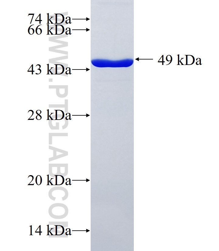 TMTC3 fusion protein Ag36928 SDS-PAGE