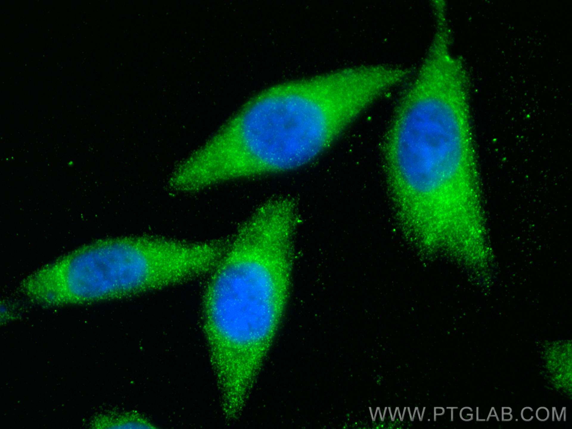 IF Staining of L02 using 16638-1-AP