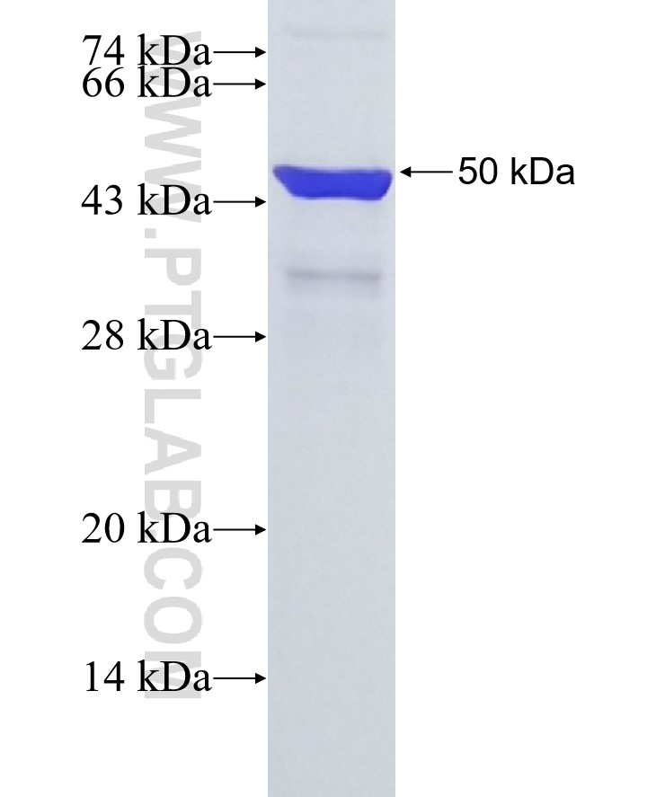 TNC fusion protein Ag27122 SDS-PAGE
