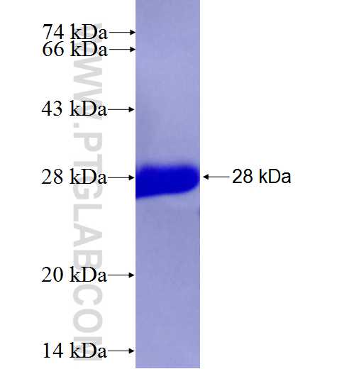 TNC fusion protein Ag27195 SDS-PAGE