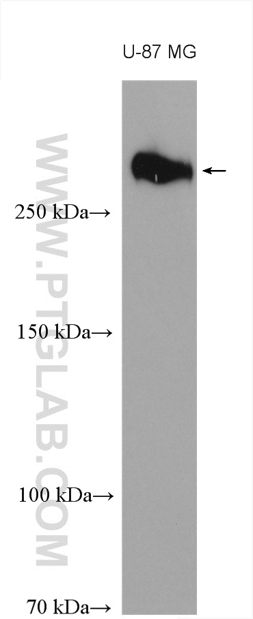 WB analysis using 27789-1-AP