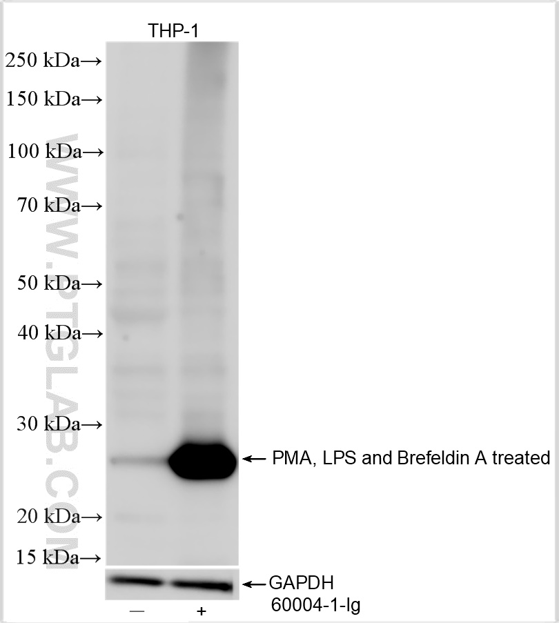 WB analysis using 60291-1-Ig