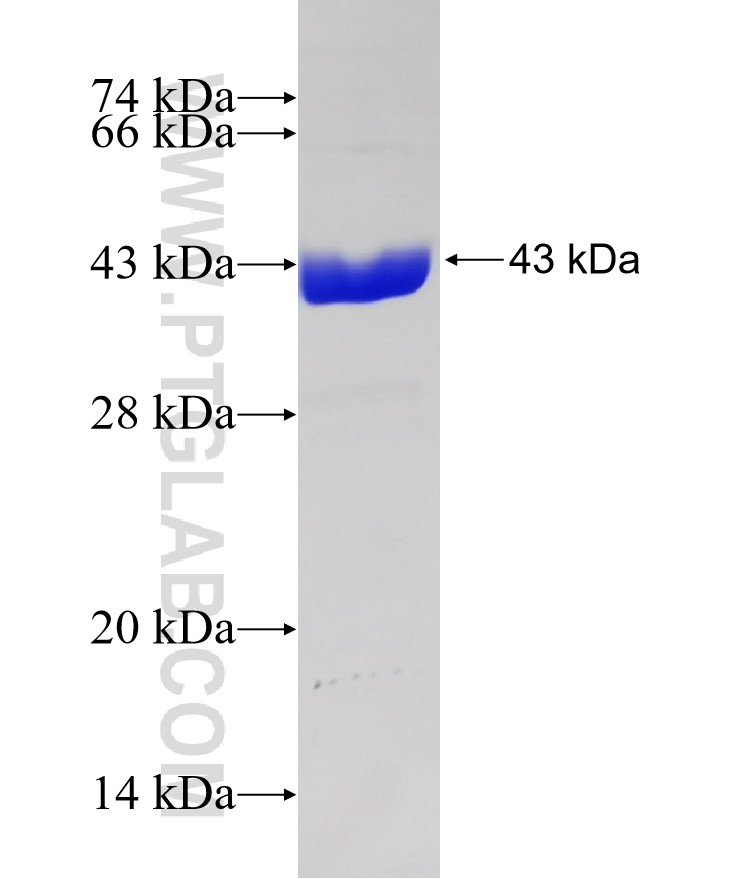 TNF-a fusion protein Ag24020 SDS-PAGE