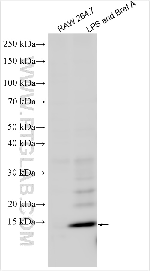 WB analysis using 26162-1-AP