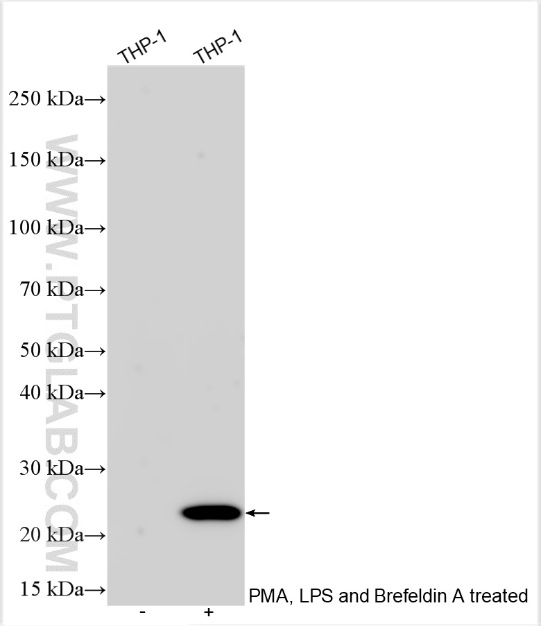 WB analysis using 17590-1-AP