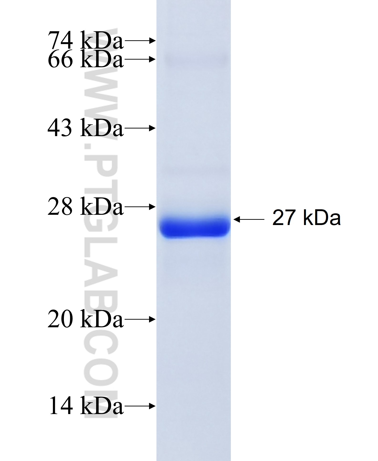 TNF-a fusion protein Ag11413 SDS-PAGE