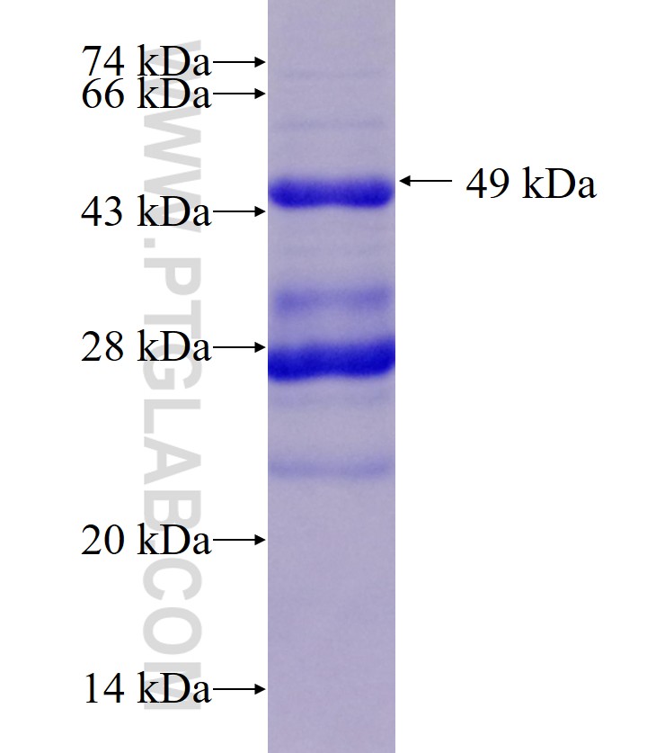 TNFAIP1 fusion protein Ag0220 SDS-PAGE