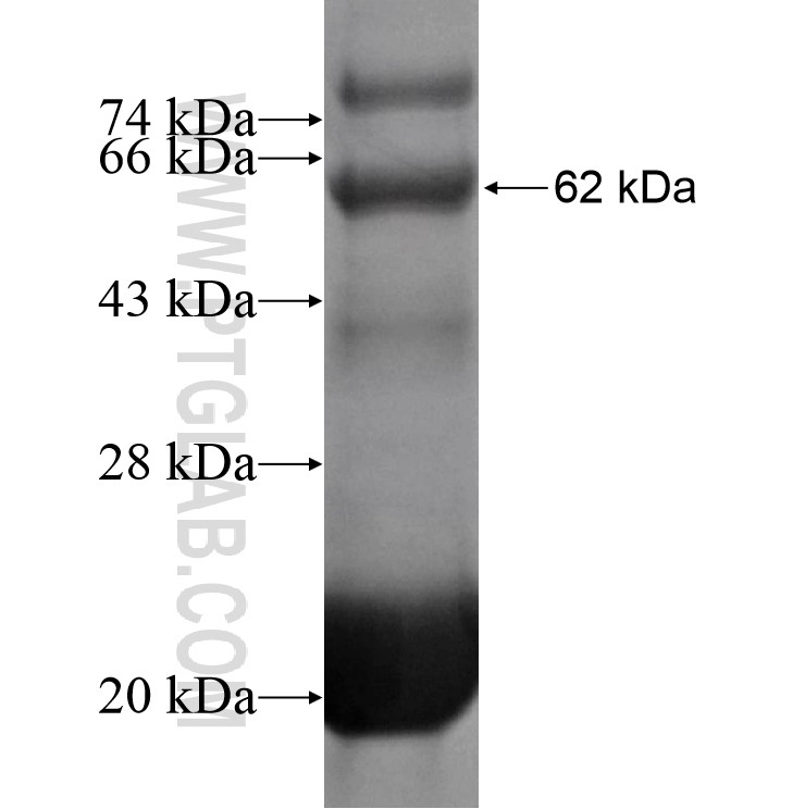 TNFAIP1 fusion protein Ag12941 SDS-PAGE