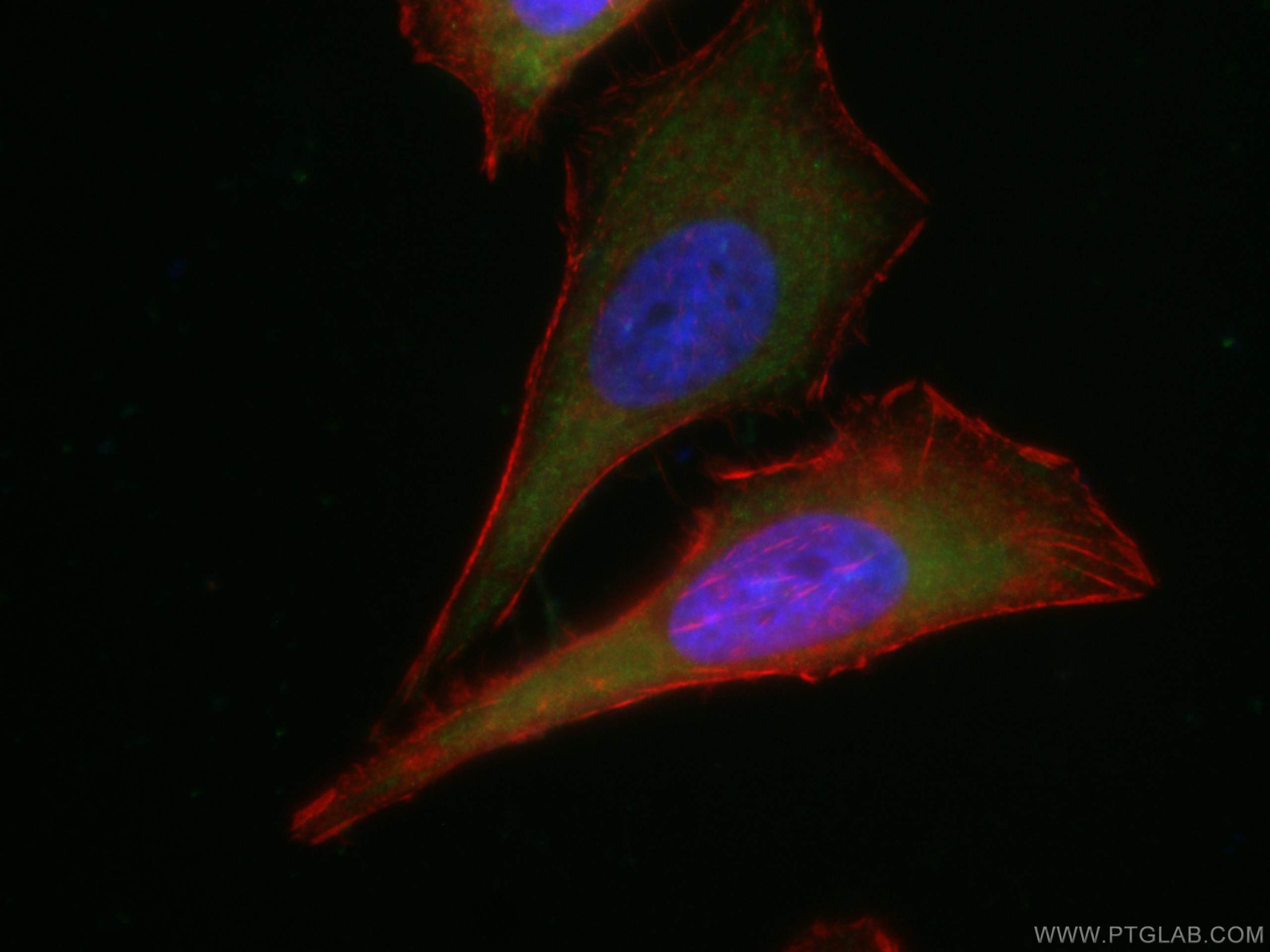 IF Staining of HeLa using CL488-66695