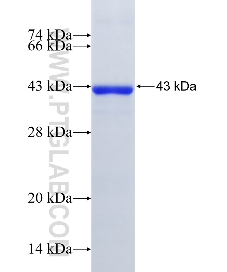 TNFAIP3 fusion protein Ag18150 SDS-PAGE