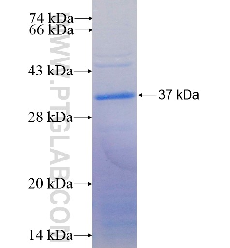 TNFAIP6 fusion protein Ag4413 SDS-PAGE