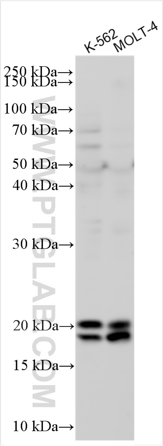 WB analysis using 15790-1-AP