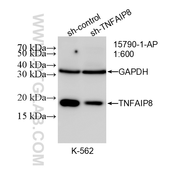 WB result of TNFAIP8 antibody (15790-1-AP; 1:600; incubated at room temperature for 1.5 hours) with sh-Control and sh-TNFAIP8 transfected K-562 cells. WB analysis of K-562 using 15790-1-AP