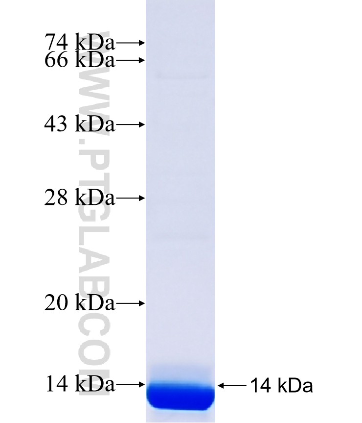 TNFAIP8 fusion protein Ag41446 SDS-PAGE