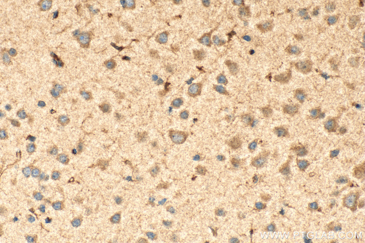 IHC staining of mouse brain using 17366-1-AP