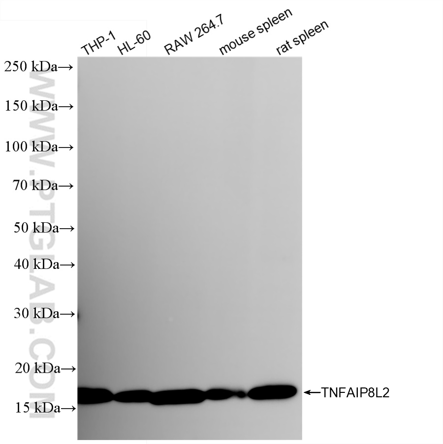 WB analysis using 85759-4-RR