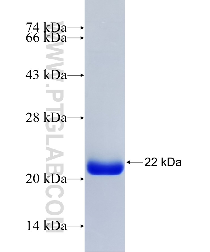 TNFAIP8L2 fusion protein Ag7910 SDS-PAGE