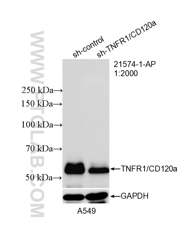 WB analysis of A549 using 21574-1-AP