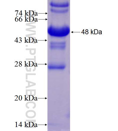 DR4 fusion protein Ag2980 SDS-PAGE DR4 fusion protein Ag2980 SDS-PAGE