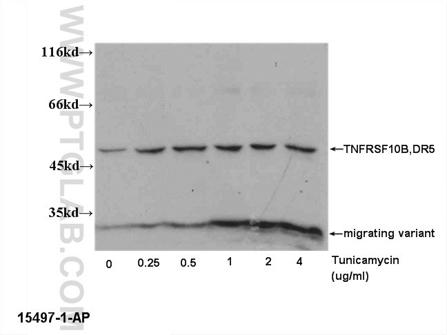 DR5-Specific Polyclonal antibody
