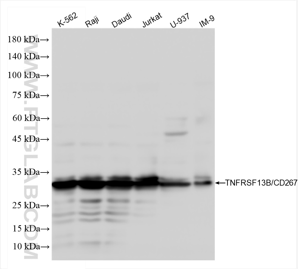 WB analysis using 84266-3-RR