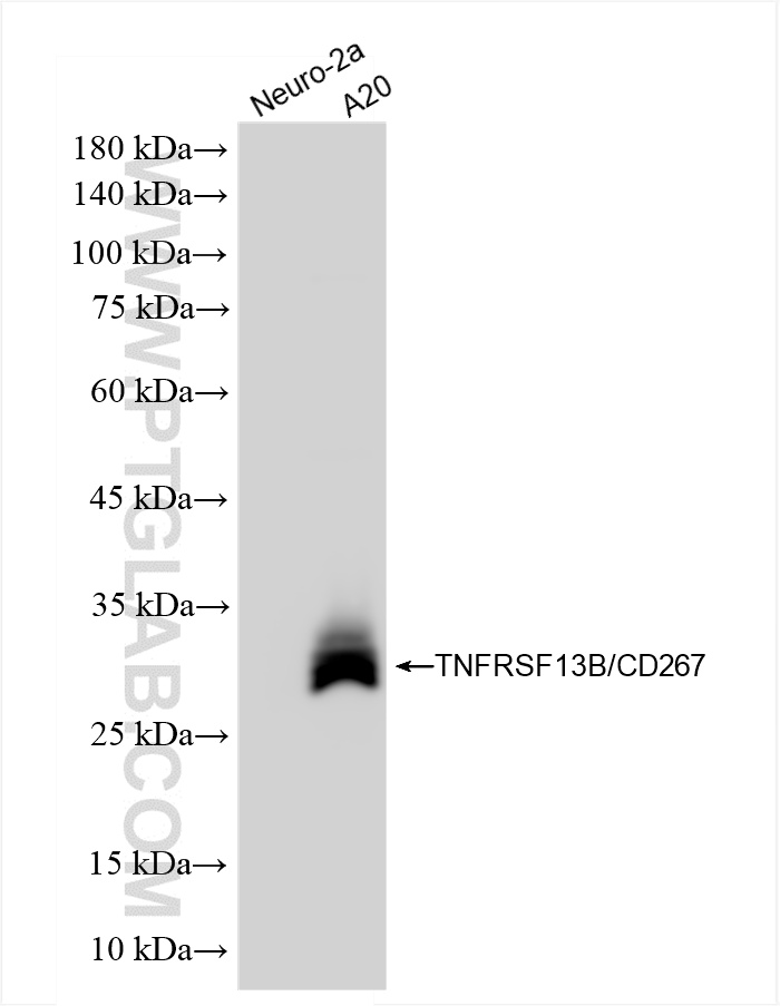 WB analysis using 85902-1-RR