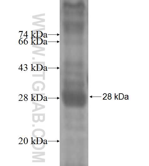 TNFRSF14 fusion protein Ag4868 SDS-PAGE TNFRSF14 fusion protein Ag4868 SDS-PAGE