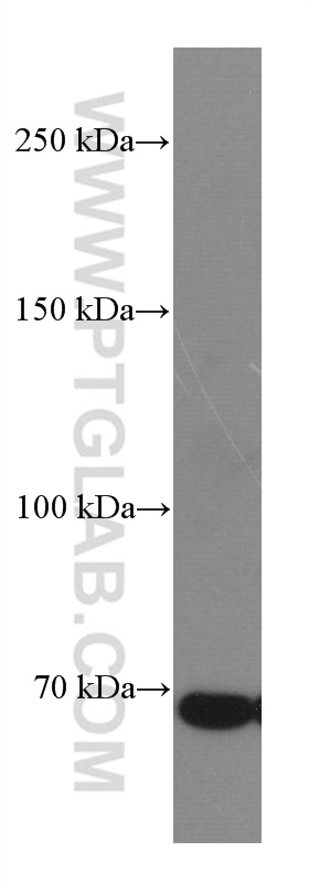 WB analysis of K-562 using 66754-1-Ig