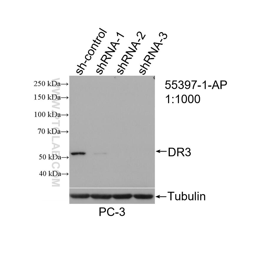 WB analysis of PC-3 using 55397-1-AP