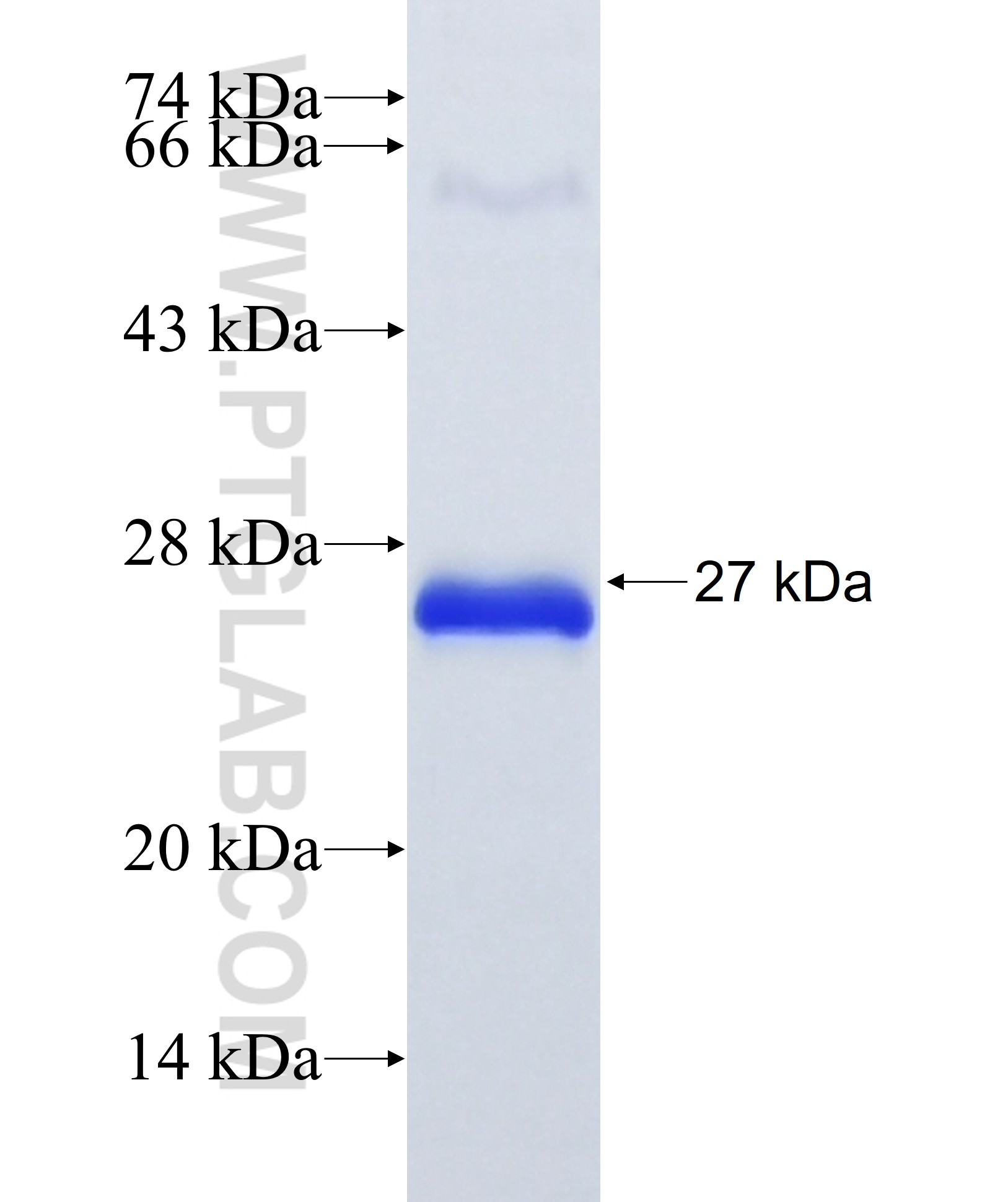 TNFRSF9 fusion protein Ag28152 SDS-PAGE TNFRSF9 fusion protein Ag28152 SDS-PAGE