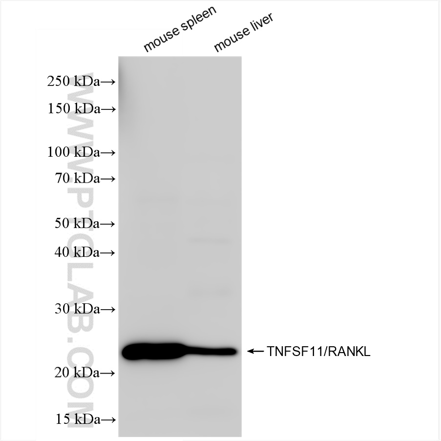 WB analysis using 84431-5-RR (same clone as 84431-5-PBS)