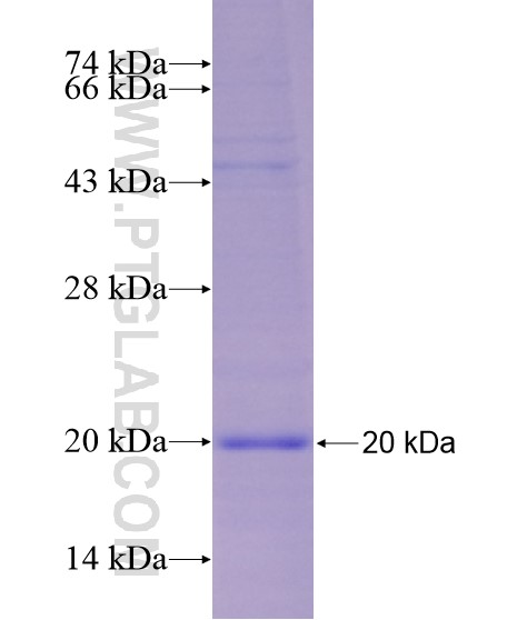 TNFSF11 fusion protein Ag29074 SDS-PAGE TNFSF11 fusion protein Ag29074 SDS-PAGE