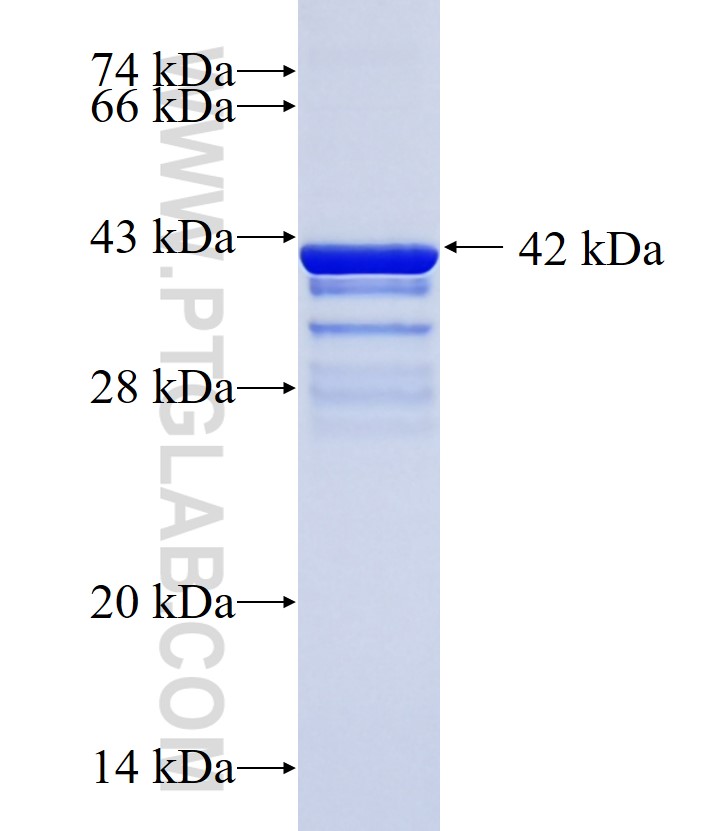 TNFSF12 fusion protein Ag3242 SDS-PAGE