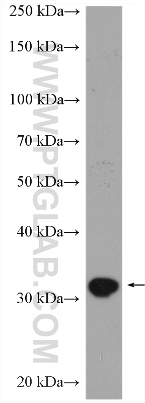 WB analysis of U-937 using 11862-1-AP