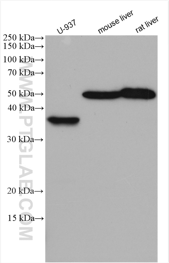 WB analysis using 11862-1-AP