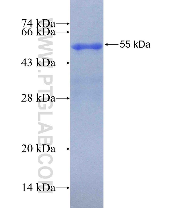TNFSF15 fusion protein Ag30004 SDS-PAGE