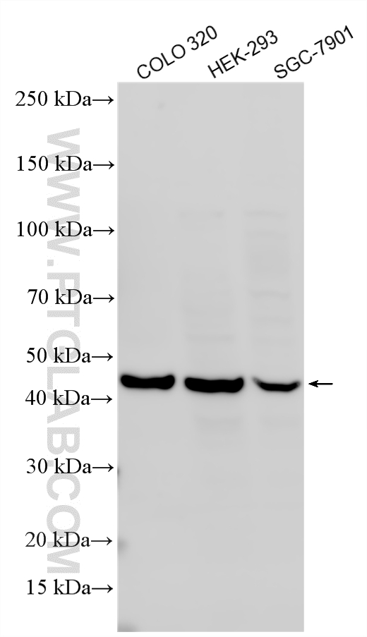 Various lysates were subjected to SDS PAGE followed by western blot with 23899-1-AP (TNFSF18 antibody) at dilution of 1:1000 incubated at room temperature for 1.5 hours. WB analysis using 23899-1-AP