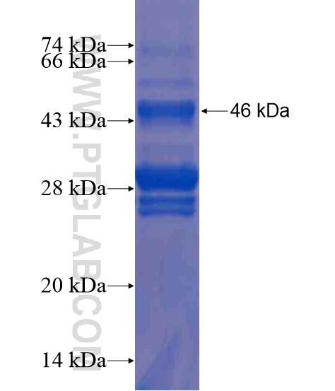 TNFSF18 fusion protein Ag20979 SDS-PAGE