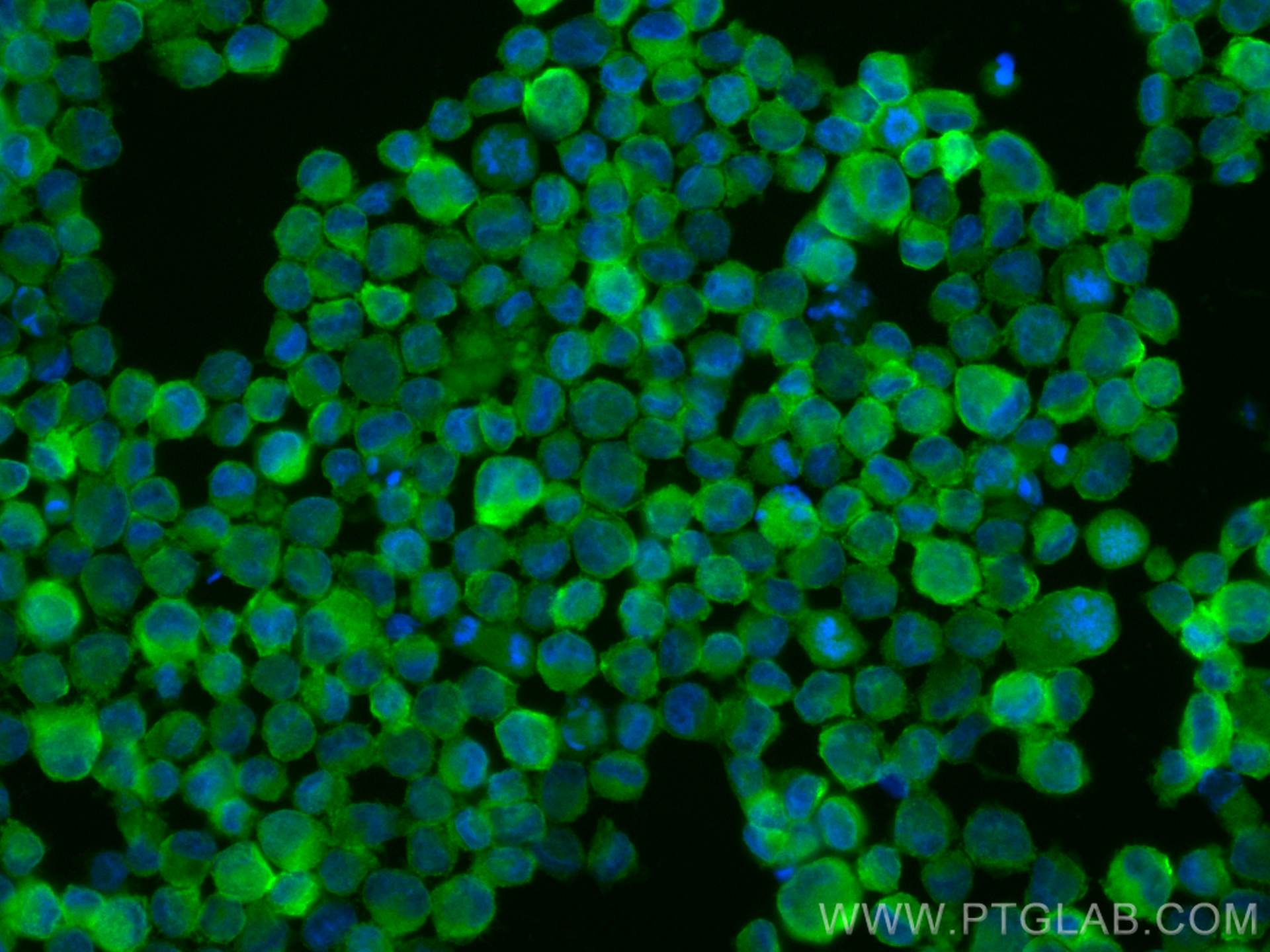IF Staining of K-562 using CL488-84231-4