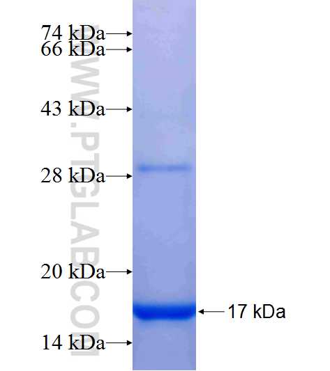 TNIP3 fusion protein Ag25006 SDS-PAGE TNIP3 fusion protein Ag25006 SDS-PAGE