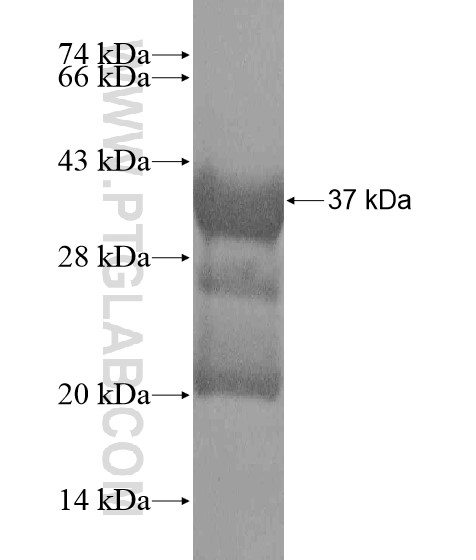 TNKS2 fusion protein Ag18948 SDS-PAGE TNKS2 fusion protein Ag18948 SDS-PAGE