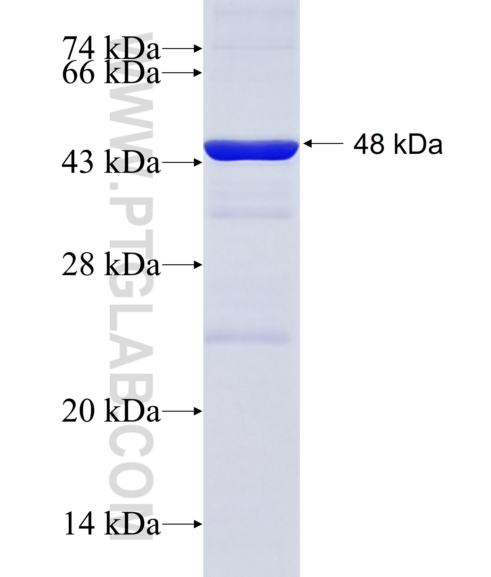 TNN fusion protein Ag19873 SDS-PAGE