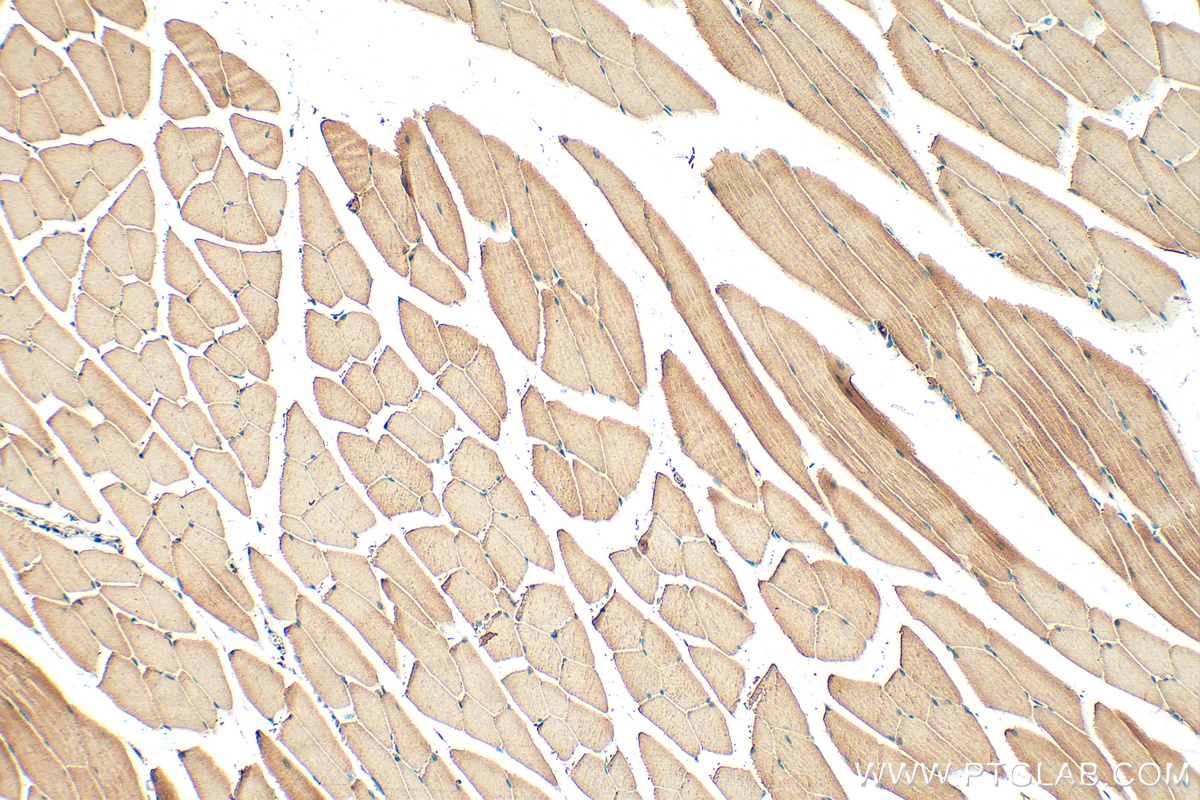 IHC staining of mouse skeletal muscle using 11634-1-AP