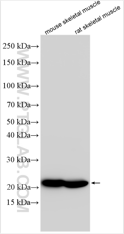 WB analysis using 11634-1-AP (same clone as 11634-1-PBS)